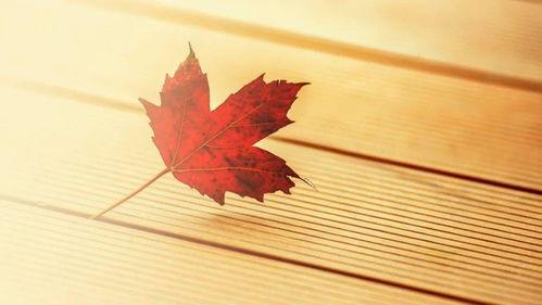 吃瓜日记真香记免费阅读,真香记免费阅读，揭秘娱乐圈幕后真相